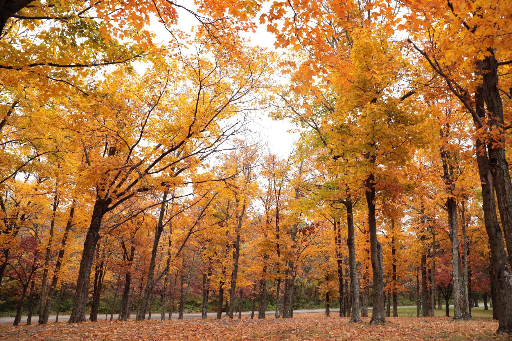 Fall foliage